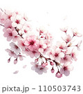 美しい桜の枝と花びら 110503743