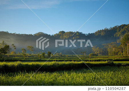 A palm grove with mountains in the background in the smoke at sunset on a tropical island. A palm grove with mountains in the background in the smoke at sunset on a tropical island. 110504287