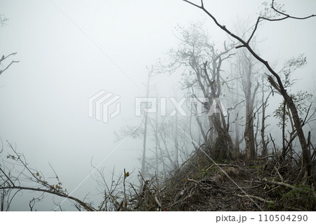 Mystical atmosphere in a destroyed forest on a volcano after an ash eruption. The dead jungle with bare tree trunks and palm trees on the mountain is covered with clouds or fog. 110504290