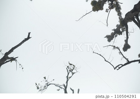 Mystical atmosphere in a destroyed forest on a volcano after an ash eruption. The dead jungle with bare tree trunks and palm trees on the mountain is covered with clouds or fog. 110504291