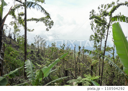 Mystical atmosphere in a destroyed forest on a volcano after an ash eruption. The jungle is reborn on a mountain covered in a cloud or fog. 110504292