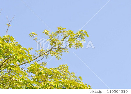Dita, Devil Tree or Alstonia scholaris and sky Dita, Devil Tree or Alstonia scholaris and sky 110504350