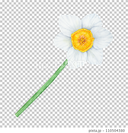 Narcissus, watercolor illustration of daffodils. Hand drawn watercolor painting of a fragrant spring garden flower. White and yellow botanical clip art for greeting, wedding, Easter, Mothers day print 110504380