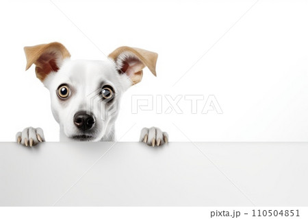 Surprised dog with big eyes looking from behind a white frame Surprised dog with big eyes looking from behind a white frame 110504851