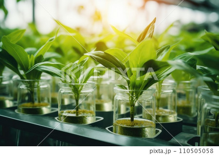 Plant research, green plant in a glass jar in a laboratory. Ecological breeding and plant development. 110505058