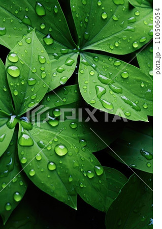 Leaves with waterdrops. Drops of transparent rain water on leaves macro. Leaves with waterdrops. Drops of transparent rain water on leaves macro. 110506054