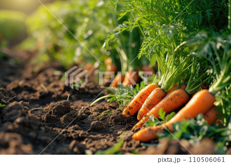 Carrot on ground. Freshly picked carrots. 110506061
