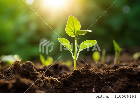 Young growing plant grow up from ground in garden. 110506191