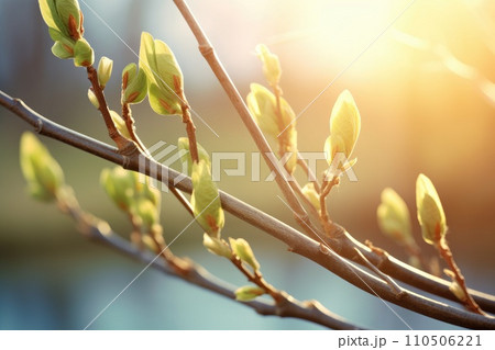 Nature background with willow twig and swollen buds Nature background with willow twig and swollen buds 110506221