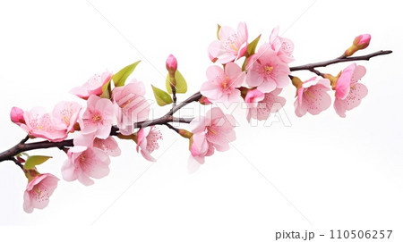 Pink cherry blossom on white background, isolated Sakura tree branch Pink cherry blossom on white background, isolated Sakura tree branch 110506257