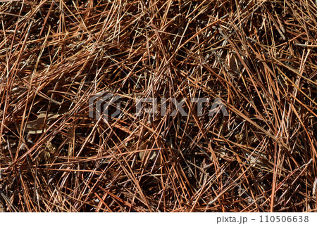 松の落葉 葉模様 松の落葉 葉模様 110506638