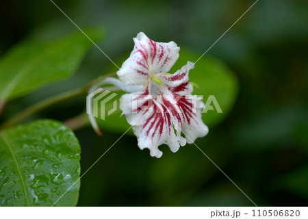 インパティエンス・グランディス 110506820