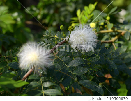 白いオオベニゴーカン 110506870