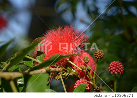 オオベニゴーカン オオベニゴーカン 110506871