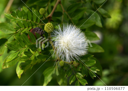 白いオオベニゴーカン 110506877