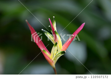 ヘリコニア　オウムバナ 110507172