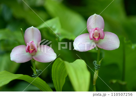 リカステ  ランの花 110507256