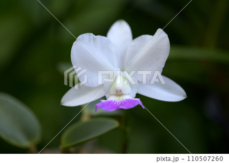 ワルケリアナ　ランの花 110507260
