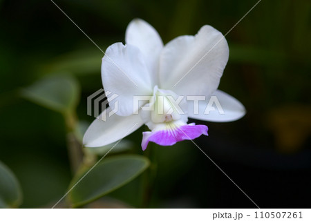 ワルケリアナ ランの花 ワルケリアナ ランの花 110507261