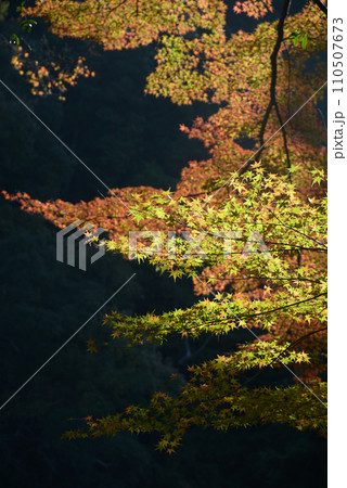 秋の高雄 紅葉 京都市右京区 秋の高雄 紅葉 京都市右京区 110507673