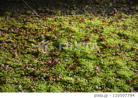 秋の高雄 茶屋の苔屋根 京都市右京区 秋の高雄 茶屋の苔屋根 京都市右京区 110507794