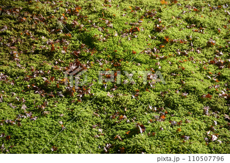 秋の高雄 茶屋の苔屋根 京都市右京区 秋の高雄 茶屋の苔屋根 京都市右京区 110507796
