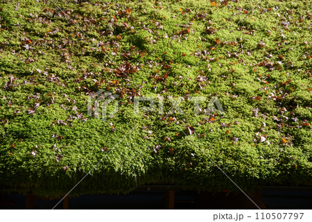 秋の高雄 茶屋の苔屋根 京都市右京区 秋の高雄 茶屋の苔屋根 京都市右京区 110507797