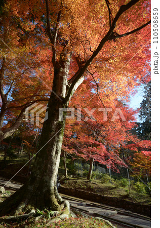 秋の毘沙門堂 境内の紅葉 京都市山科区 秋の毘沙門堂 境内の紅葉 京都市山科区 110508659