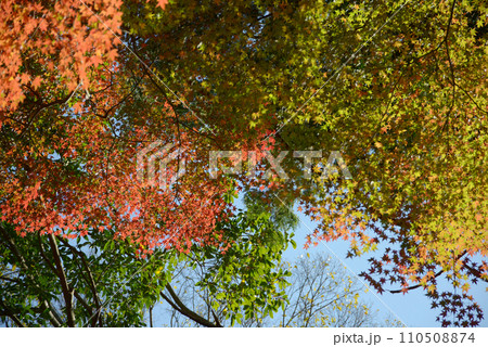 秋の毘沙門堂 境内の紅葉 京都市山科区 秋の毘沙門堂 境内の紅葉 京都市山科区 110508874