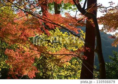 秋の毘沙門堂 境内の紅葉 京都市山科区 秋の毘沙門堂 境内の紅葉 京都市山科区 110508879