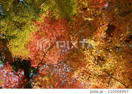 秋の毘沙門堂 境内の紅葉 京都市山科区 秋の毘沙門堂 境内の紅葉 京都市山科区 110508967