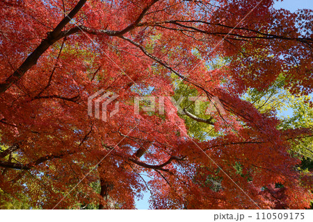 秋の南禅寺　境内の紅葉　京都市左京区 110509175