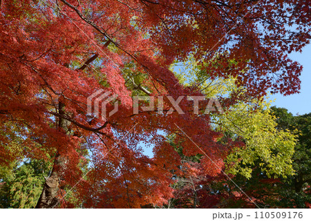 秋の南禅寺 境内の紅葉 京都市左京区 秋の南禅寺 境内の紅葉 京都市左京区 110509176