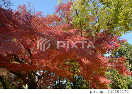 秋の南禅寺　境内の紅葉　京都市左京区 110509179
