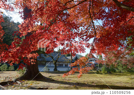 秋の南禅寺 境内の紅葉 京都市左京区 秋の南禅寺 境内の紅葉 京都市左京区 110509256