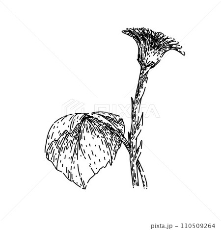 eye coltsfoot sketch hand drawn vector 110509264