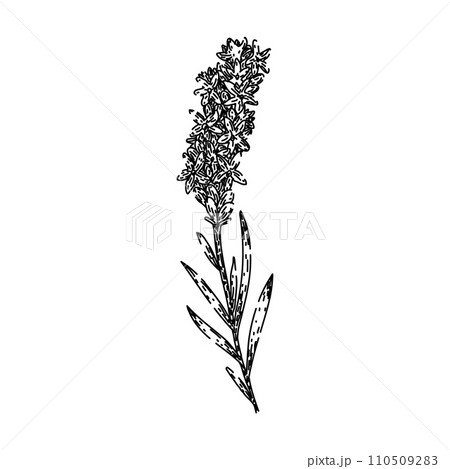 lavender lavender sketch hand drawn vector 110509283