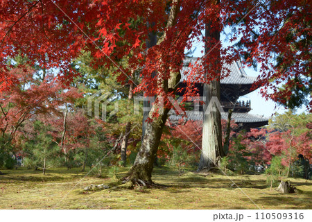 秋の南禅寺　境内の紅葉　京都市左京区 110509316