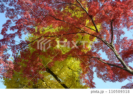 秋の南禅寺　境内の紅葉　京都市左京区 110509318