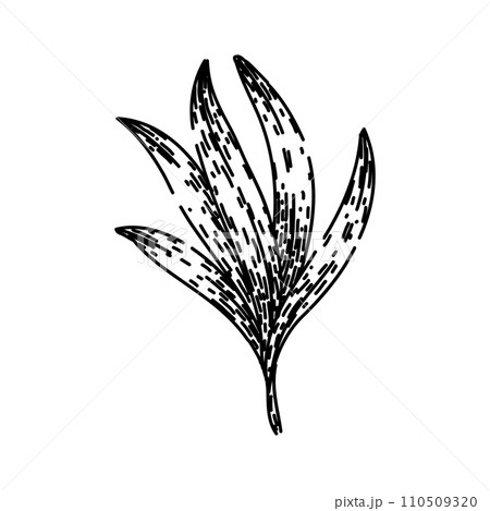 food tarragon sketch hand drawn vector 110509320