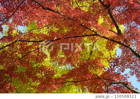 秋の南禅寺 境内の紅葉 京都市左京区 秋の南禅寺 境内の紅葉 京都市左京区 110509321