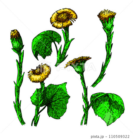 coltsfoot set sketch hand drawn vector coltsfoot set sketch hand drawn vector 110509322