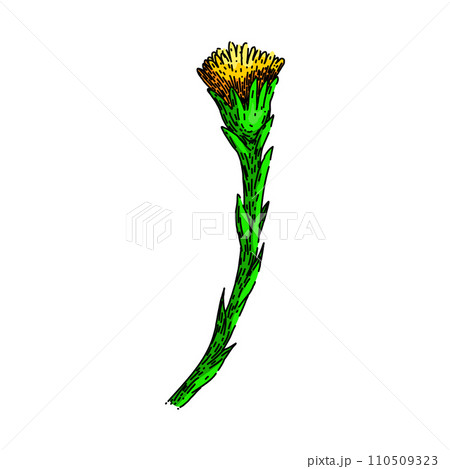 flower coltsfoot sketch hand drawn vector flower coltsfoot sketch hand drawn vector 110509323