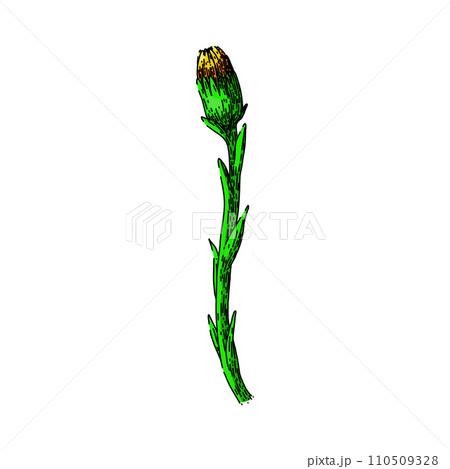 honey coltsfoot sketch hand drawn vector honey coltsfoot sketch hand drawn vector 110509328