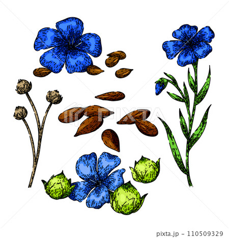 flax set sketch hand drawn vector flax set sketch hand drawn vector 110509329
