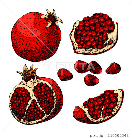 pomegranate set sketch hand drawn vector 110509348