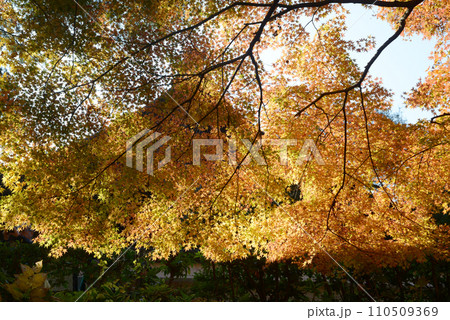 秋の南禅寺 境内の紅葉 京都市左京区 秋の南禅寺 境内の紅葉 京都市左京区 110509369