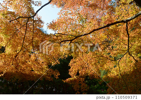 秋の南禅寺 境内の紅葉 京都市左京区 秋の南禅寺 境内の紅葉 京都市左京区 110509371