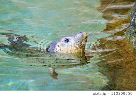 旭山動物園で展示中の知床で保護されたゴマフアザラシの赤ちゃん 旭山動物園で展示中の知床で保護されたゴマフアザラシの赤ちゃん 110509550