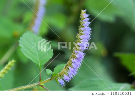 六甲の山道沿いで見られた紫色の花が一方向に咲いた花序が薙刀のように見える姿が美しいナギナタコウジュ 六甲の山道沿いで見られた紫色の花が一方向に咲いた花序が薙刀のように見える姿が美しいナギナタコウジュ 110510031